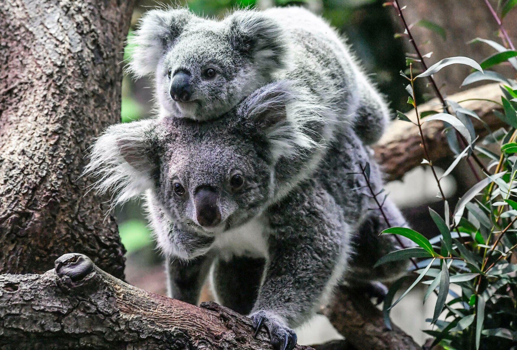 Germany Zoo